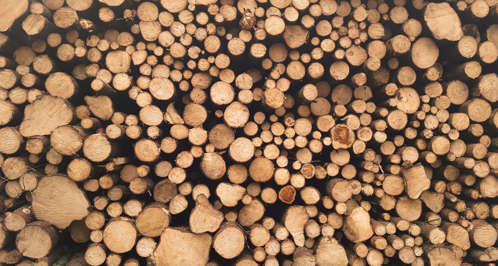 A long stack of logs seen end-on